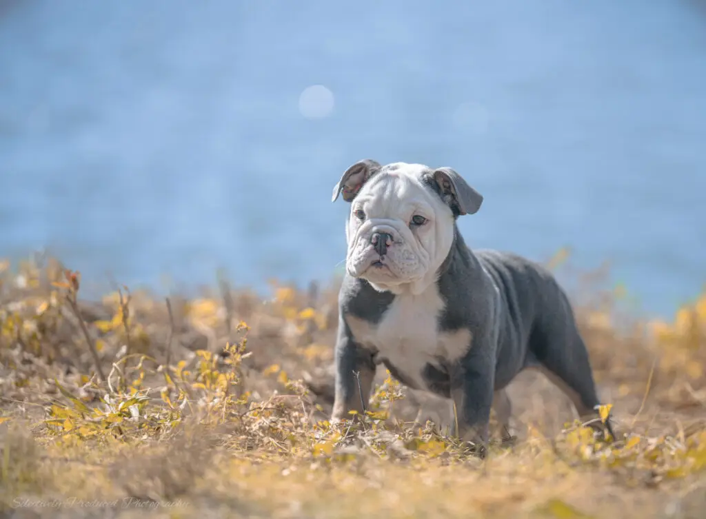 Rico Of Oz Born Kennels in Wichita, Kansas