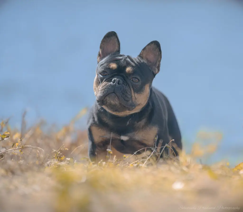 Bowser the Frenchie from Oz Born Kennels Wichita Kansas