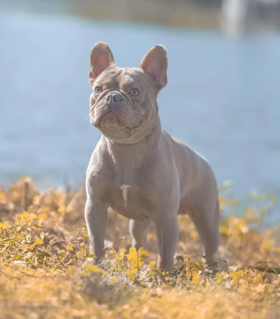 Tesla of OZ Born Kennels Wichita Kansas