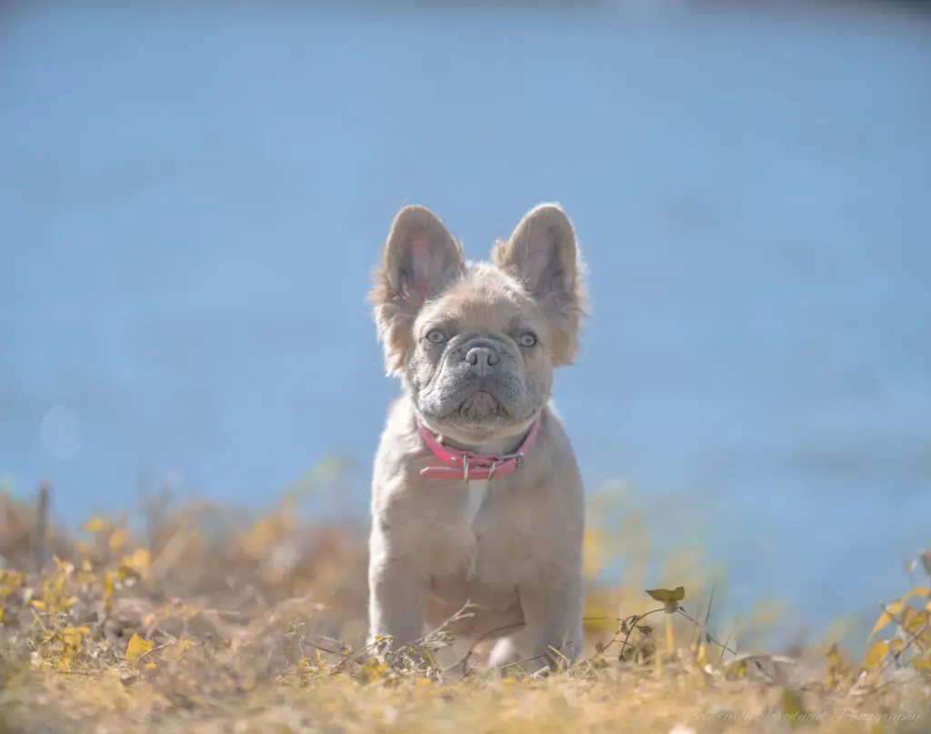 Frenchie Cookie from Oz Born Kennels of Wichita, Kansas