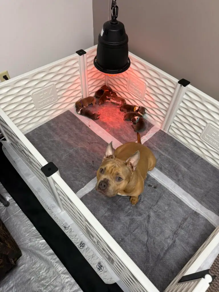 Oz Born Kennel Puppies