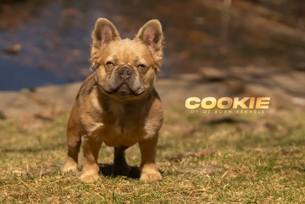 Oz Born Kennels Cookie of Wichita, kansas