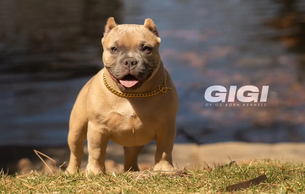 Oz Born Kennels Gigi of Wichita, Kansas