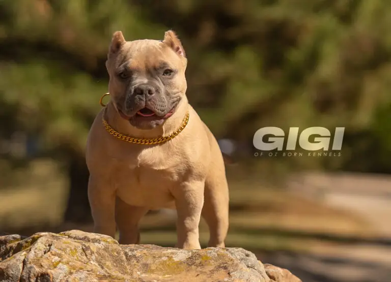 Gigi of Oz Born Kennels in Wichita Kansas