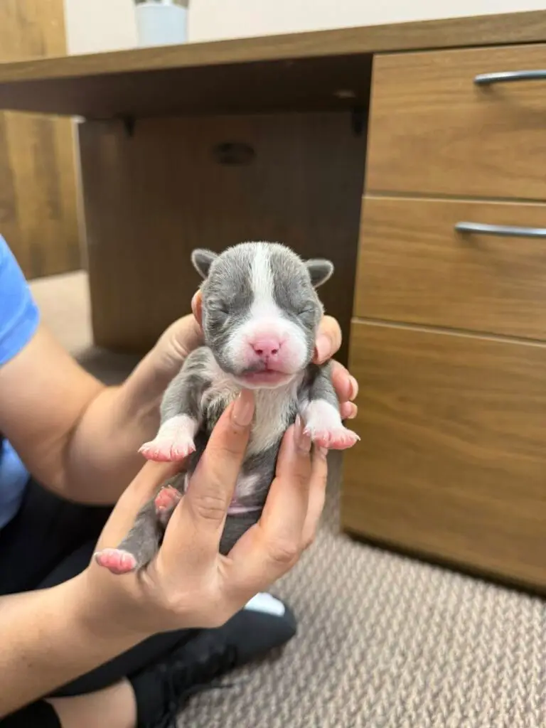 Oz Born Kennel Puppies in Wichita, Kansas