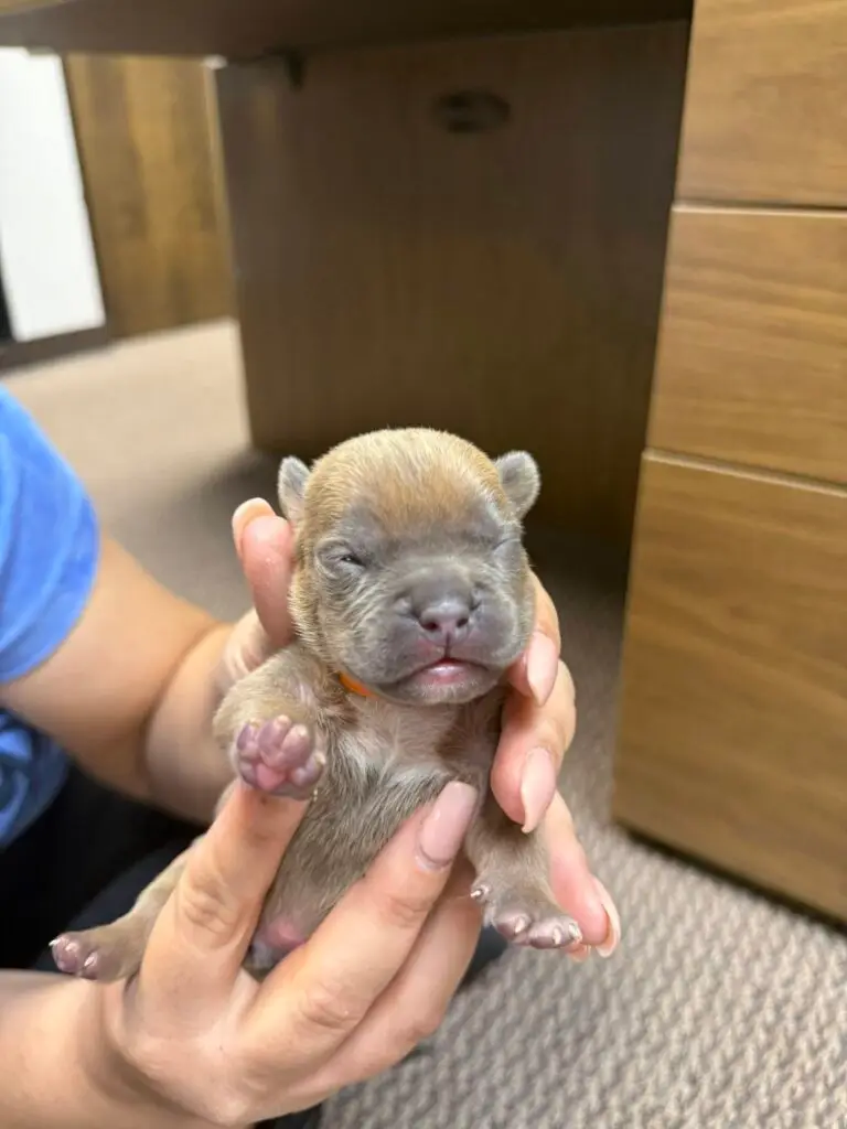 Oz Born Kennel Puppies in Wichita, Kansas