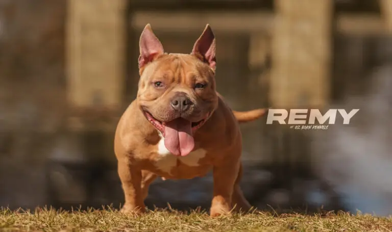 Oz Born Kennels Remy of Wichita, Kansas