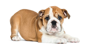 Bulldog Puppy