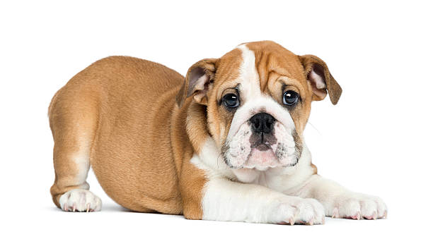 Bulldog Puppy