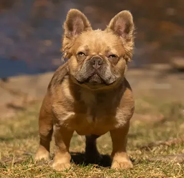 Ozborn Kennels
