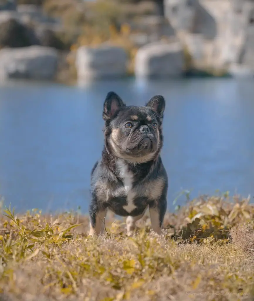 Ozborn Kennels