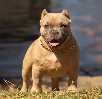 Ozborn Kennels