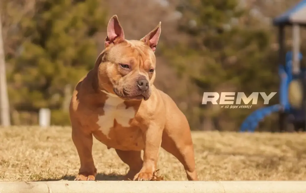 Ozborn Kennels