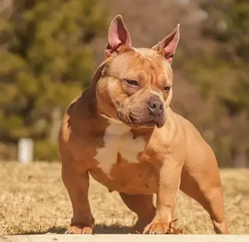 Ozborn Kennels