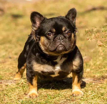 Ozborn Kennels