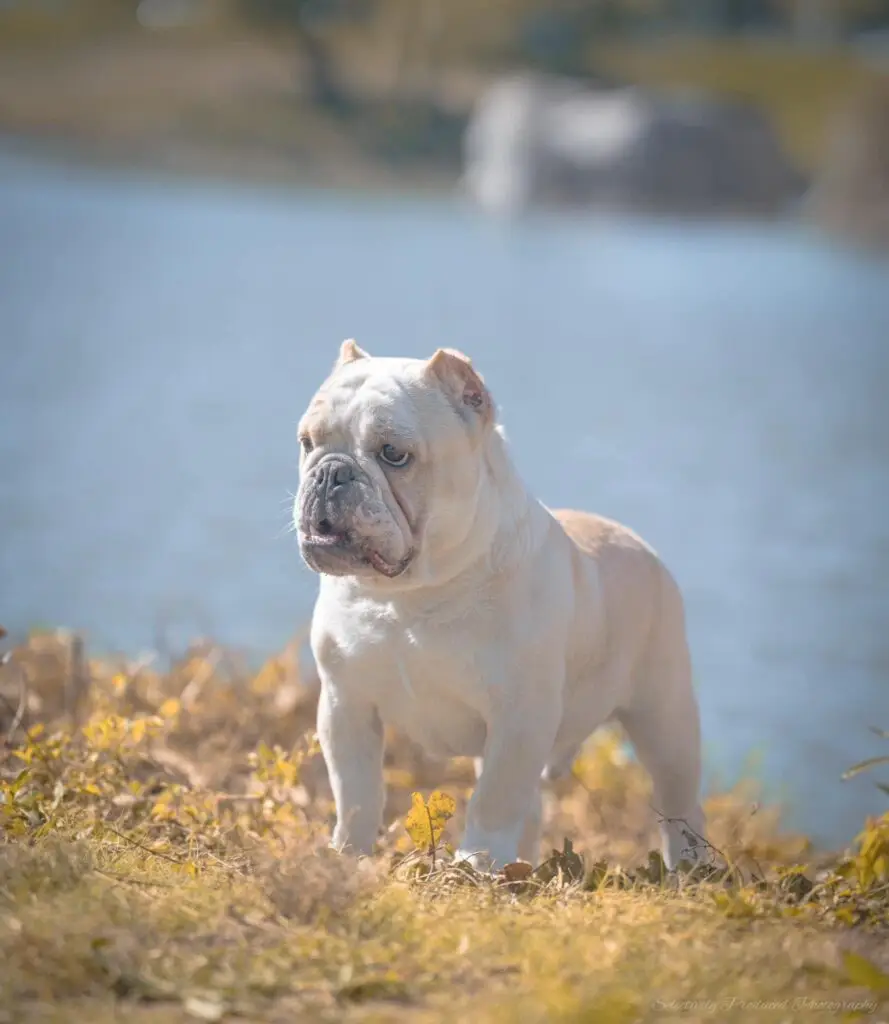 Ozborn Kennels