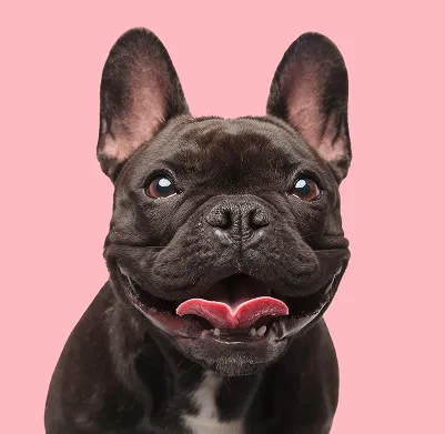 Ozborn Kennels