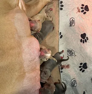 Ozborn Kennels