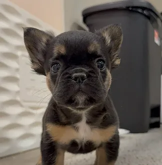 Ozborn Kennels