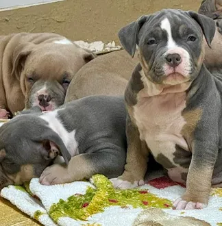 Ozborn Kennels