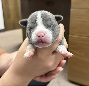 Ozborn Kennels