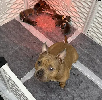 Ozborn Kennels