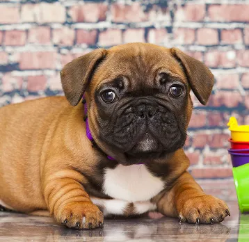 Ozborn Kennels
