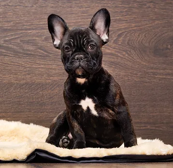 Ozborn Kennels