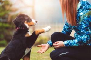 Ozborn Kennels