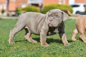 A Little American Bully Dog In The Park